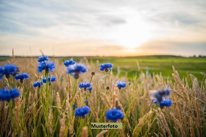 Land- und Forstwirtschaftsflächen in 69427 Mudau-Donebach